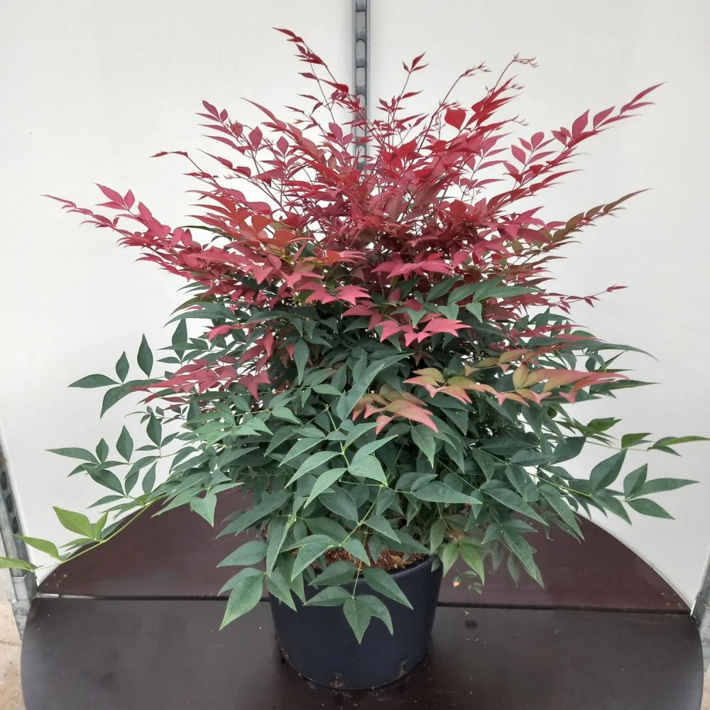 Nandina domestica 'Obsessed' - Image 3