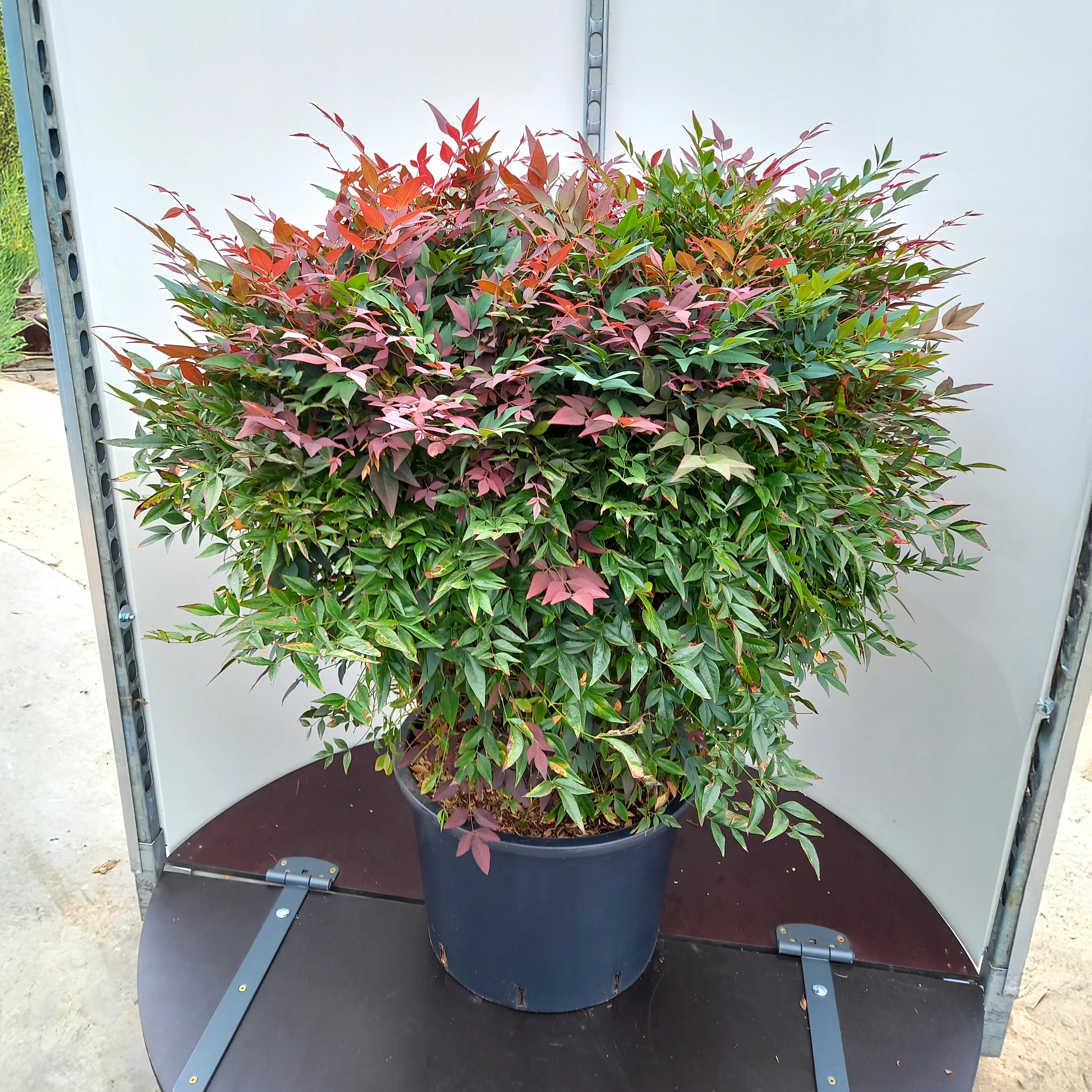Nandina domestica 'Obsessed' - Image 4