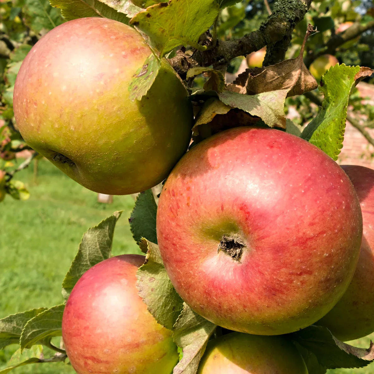 Newton Wonder Apple Tree - Image 2
