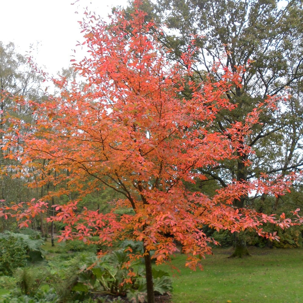 Nyssa sylvatica Tree