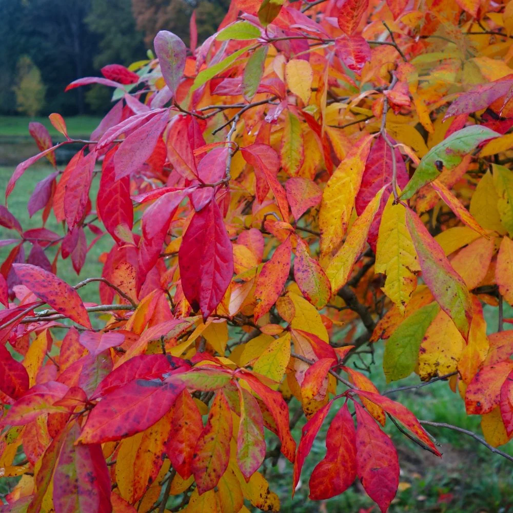 Nyssa sylvatica Tree - Image 2