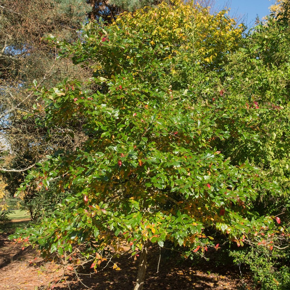 Nyssa sylvatica Tree - Image 3