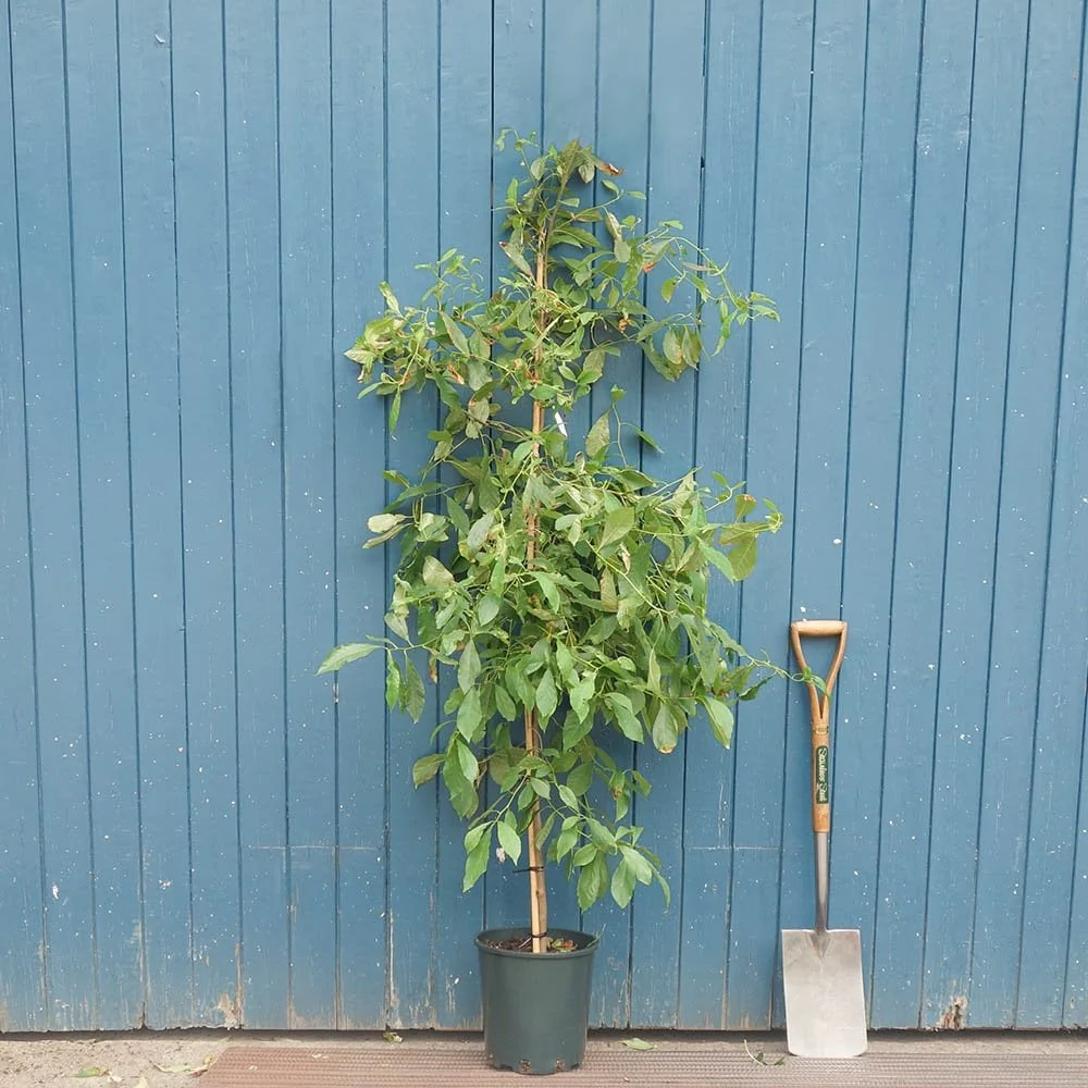 Nyssa sylvatica Tree - Image 4