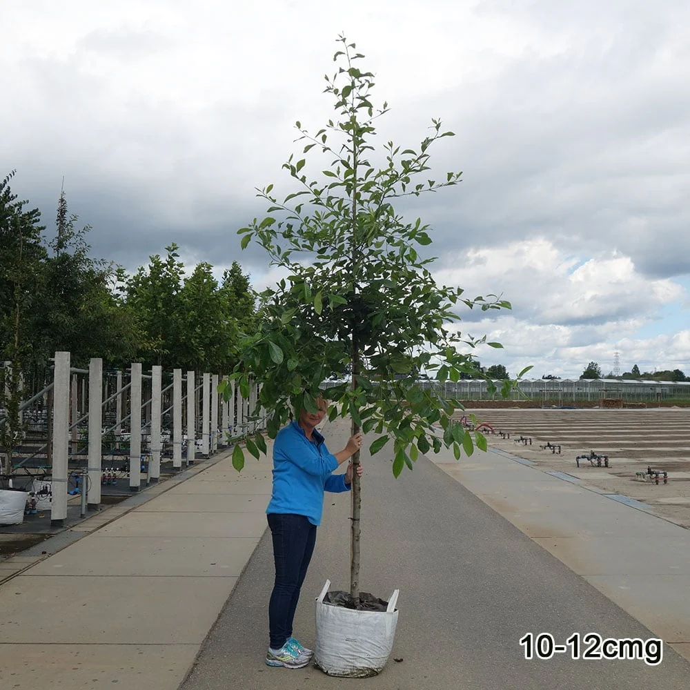 Nyssa sylvatica Tree - Image 5