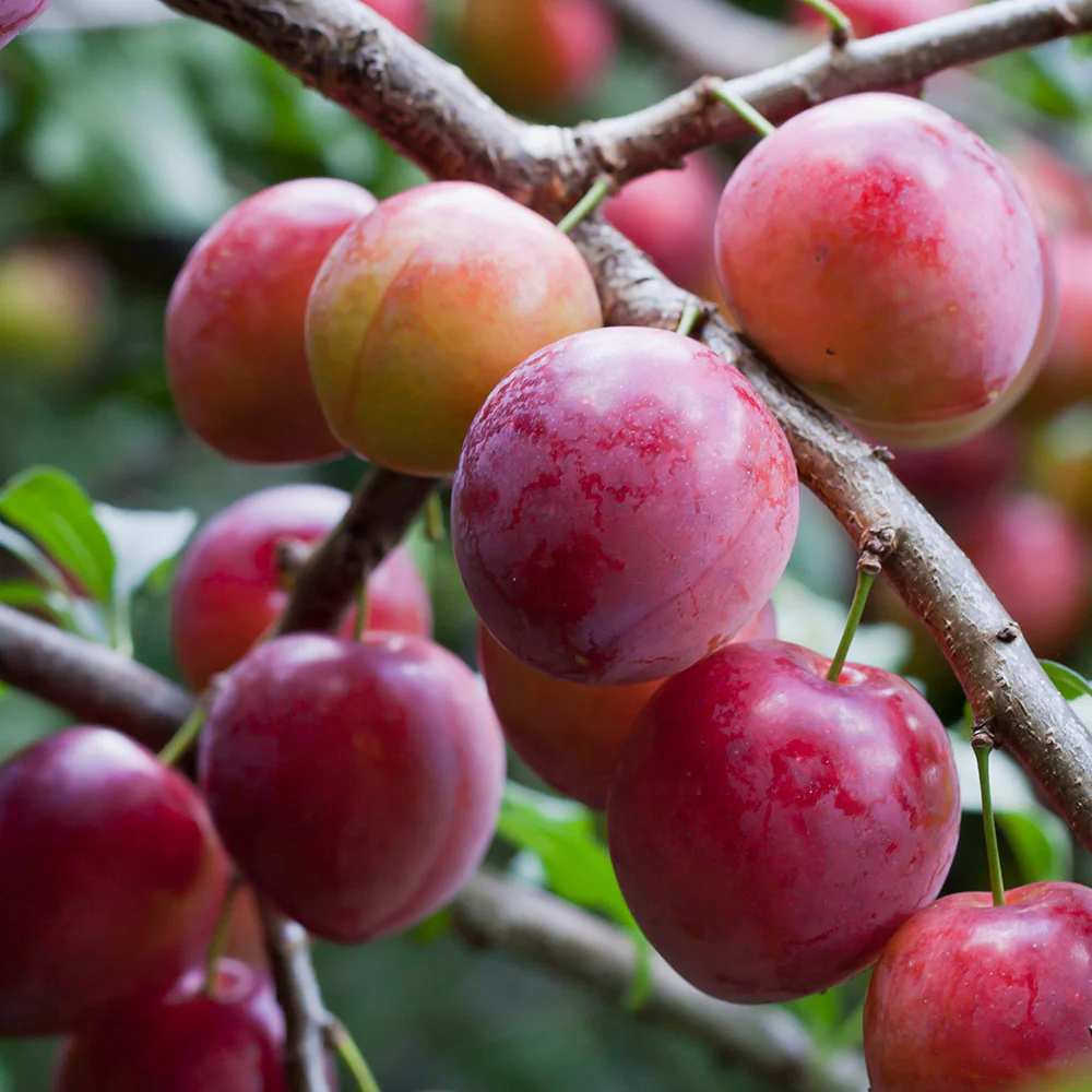 Opal Plum Tree - Image 2