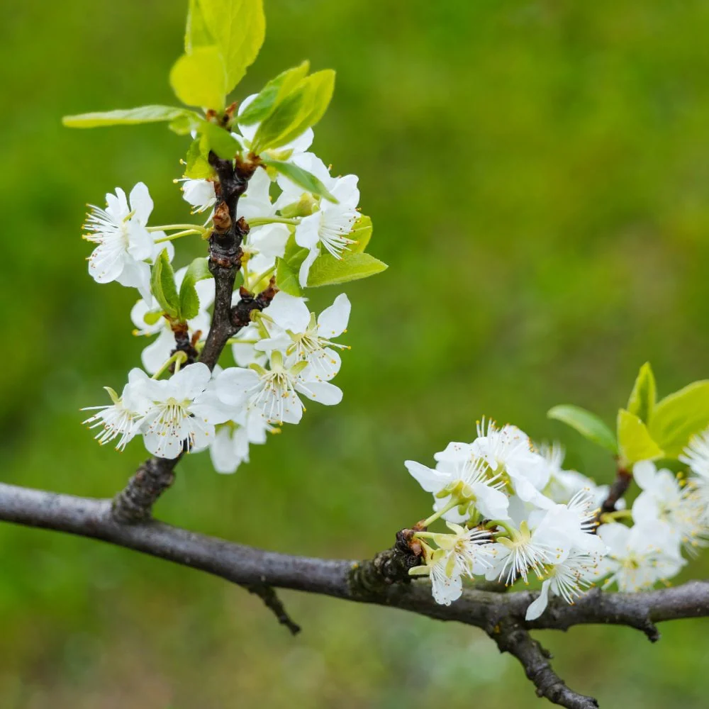 Opal Plum Tree - Image 3