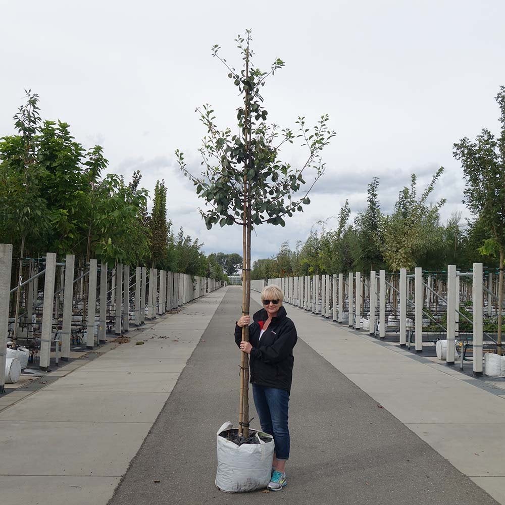 Opal Plum Tree - Image 4