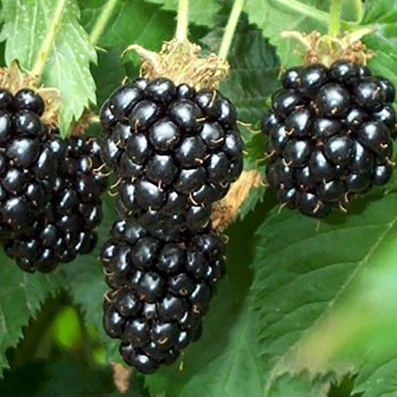 Oregon Thornless Blackberry Bush