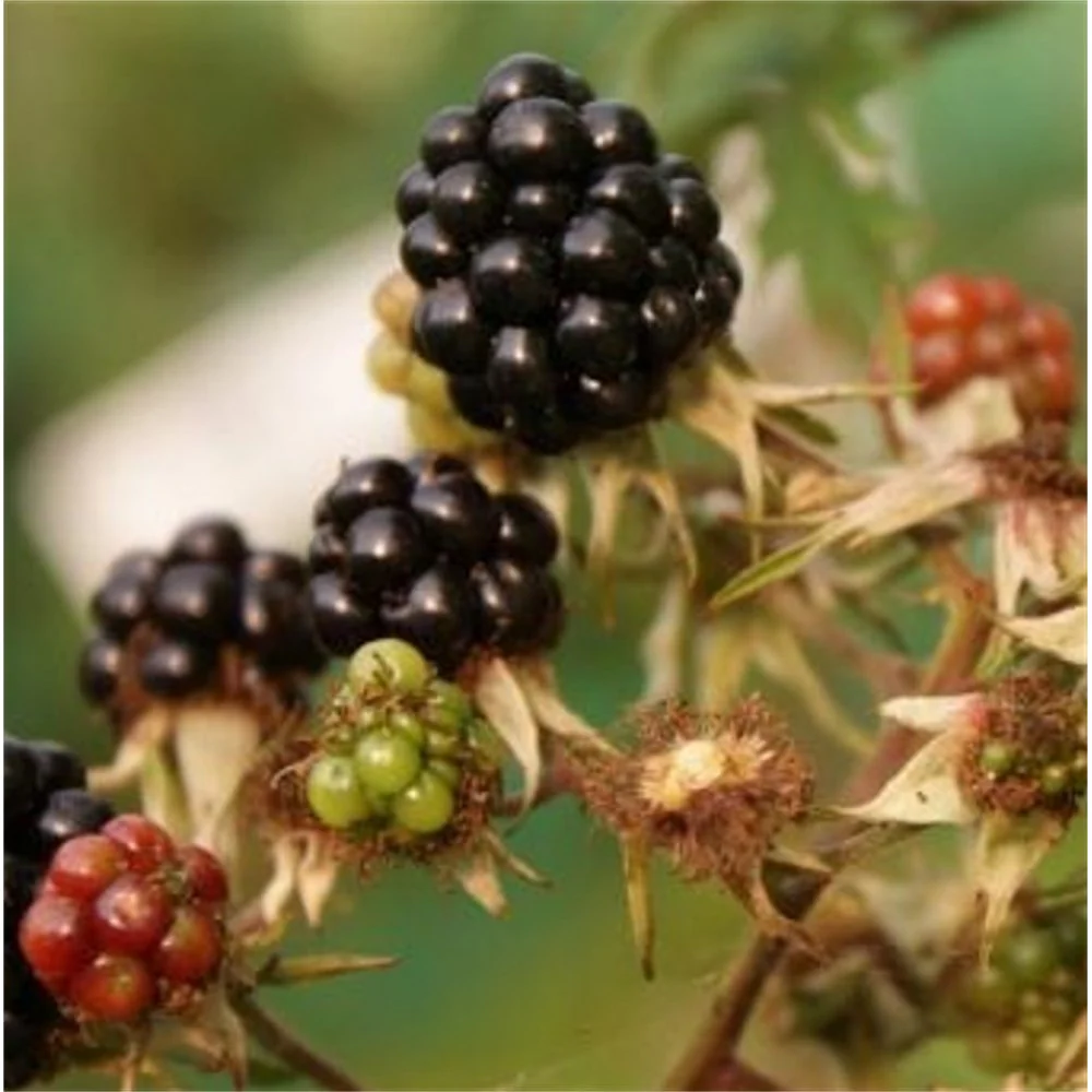 Oregon Thornless Blackberry Bush - Image 2