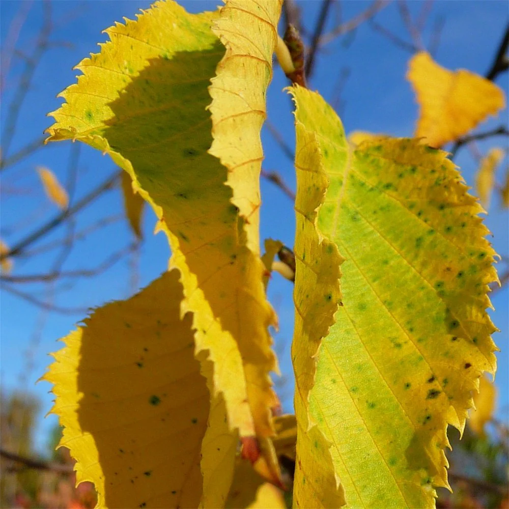 Ostrya carpinifolia Tree - Image 2