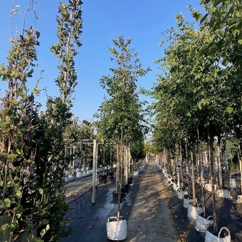 Ostrya carpinifolia Tree - Image 3