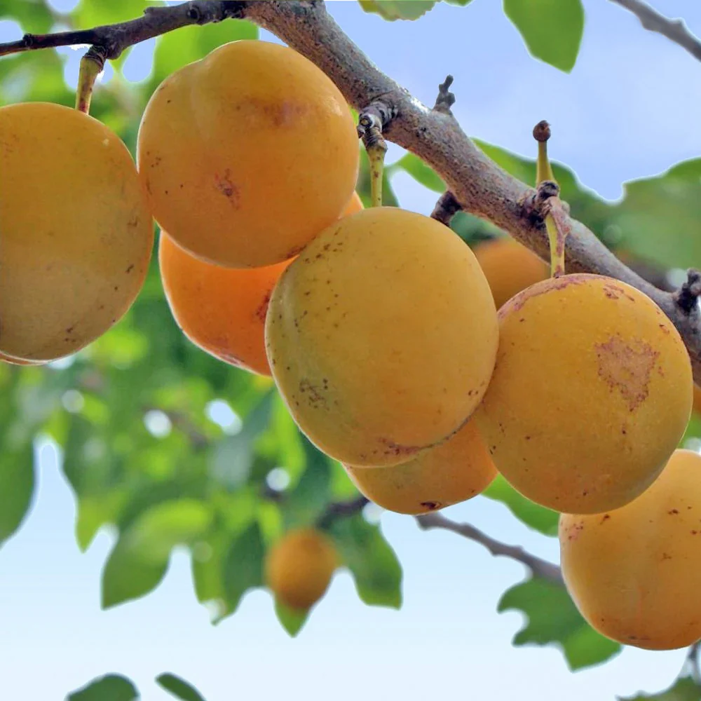 Oullins Golden Gage - Plum or Gage Tree