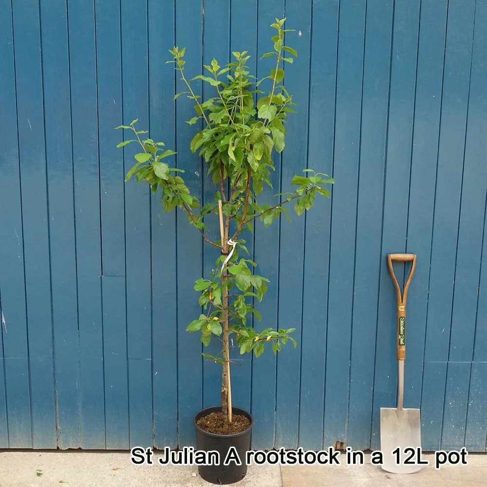 Oullins Golden Gage - Plum or Gage Tree - Image 2