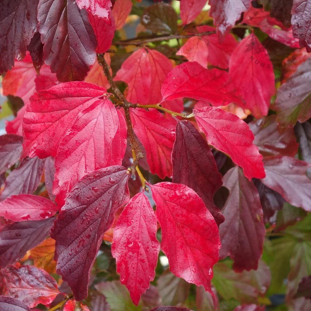 Parrotia persica 'Bella' Tree