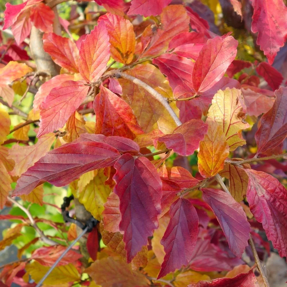 Parrotia persica 'Bella' Tree - Image 2