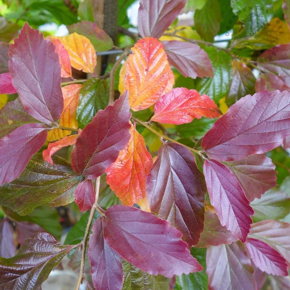 Parrotia persica 'Bella' Tree - Image 3