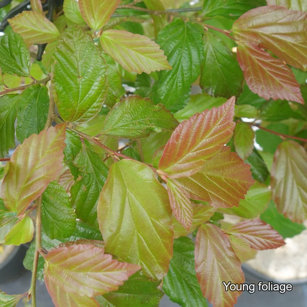 Parrotia persica 'Bella' Tree - Image 4
