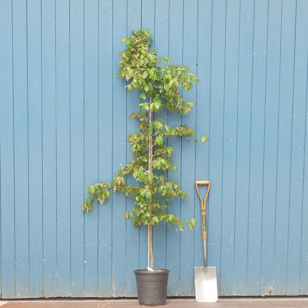 Parrotia persica 'Bella' Tree - Image 5