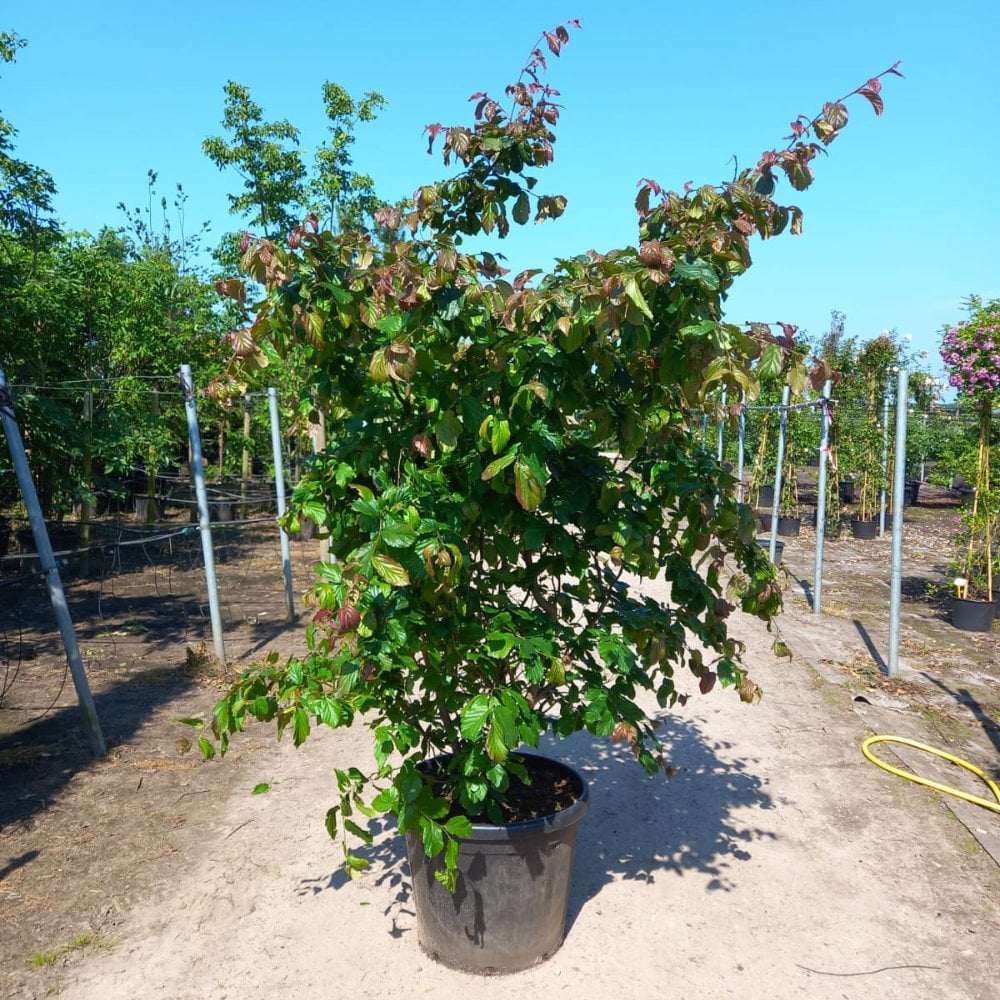 Parrotia persica 'Bella' Tree - Image 6