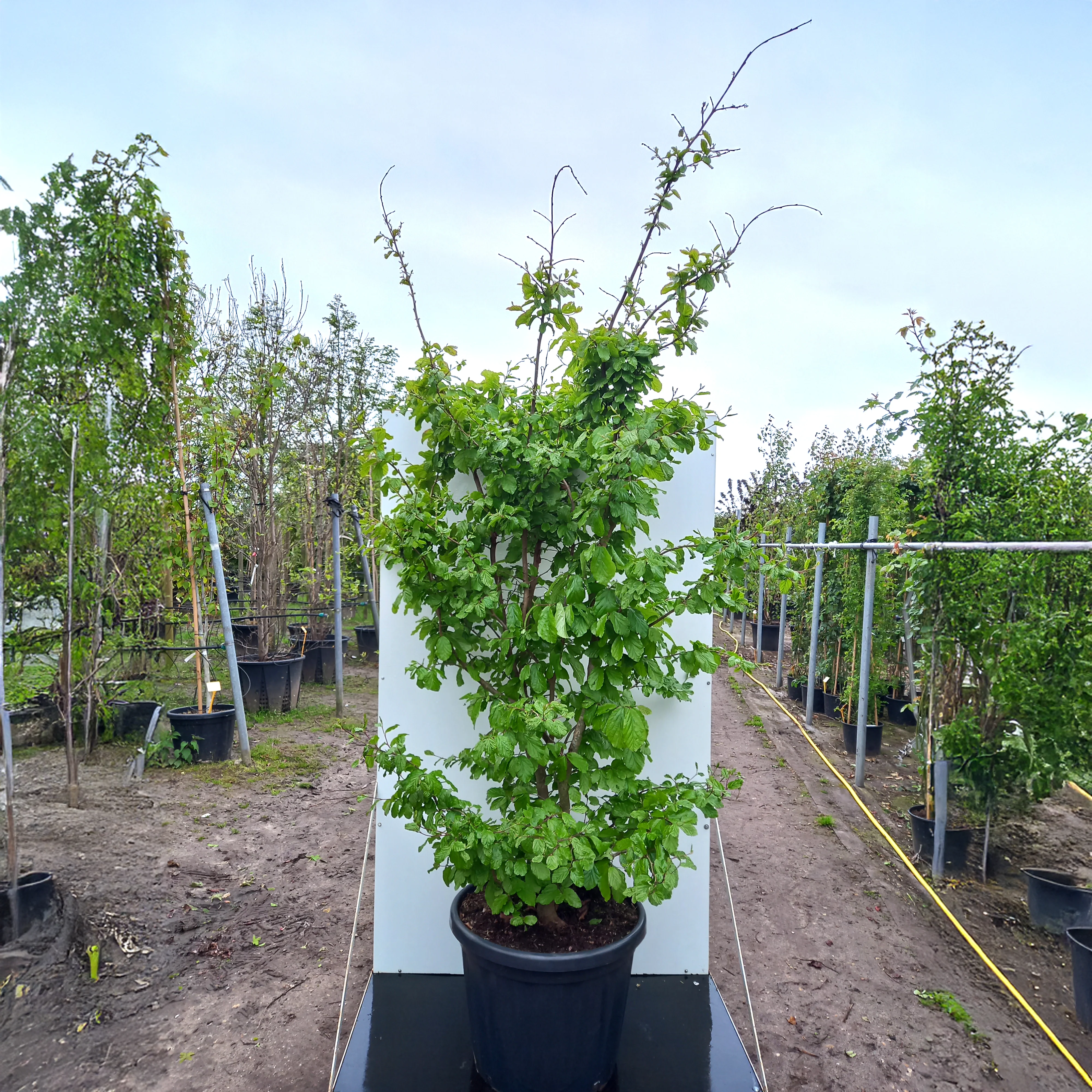 Parrotia persica 'Bella' Tree - Image 7