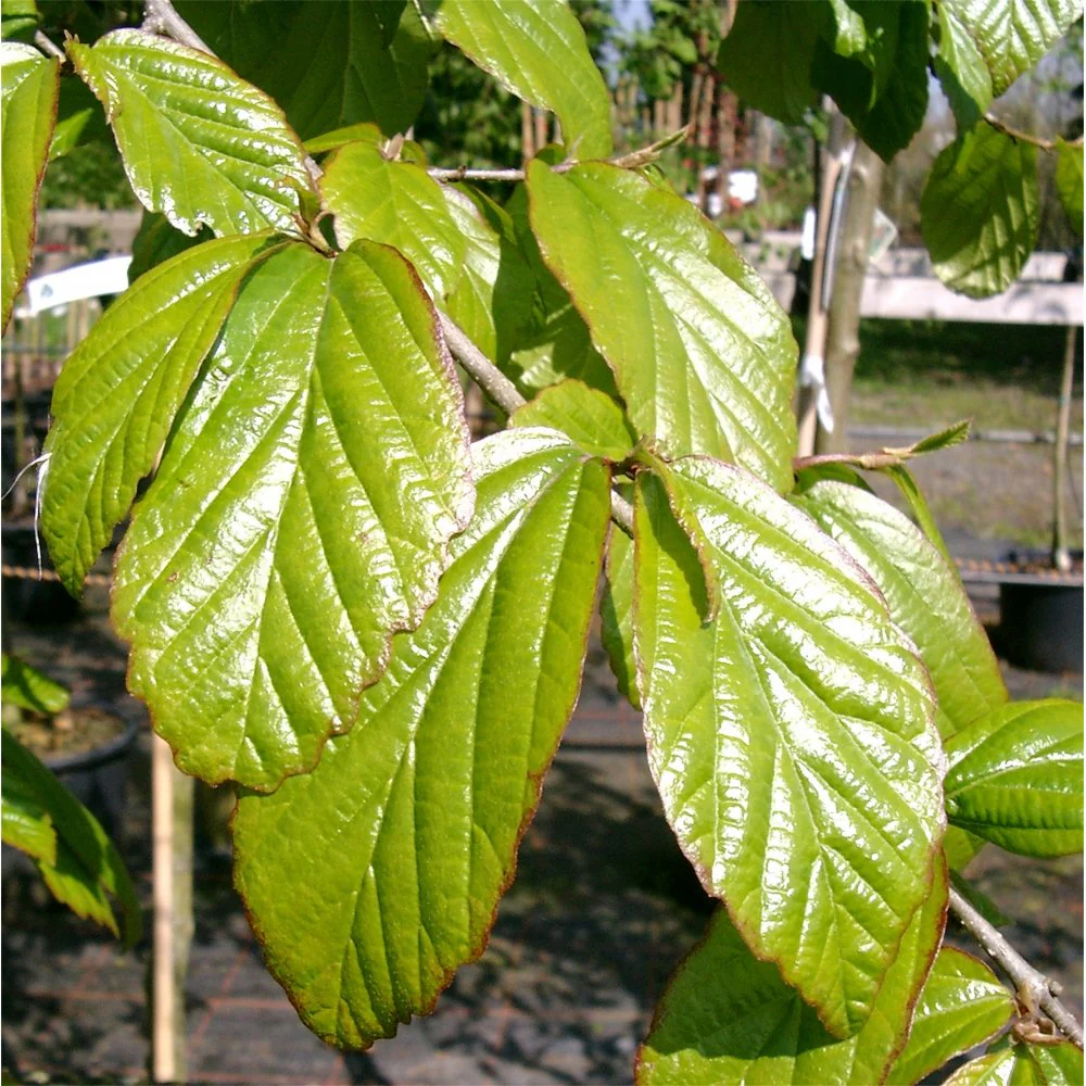 Parrotia persica Tree - Image 3