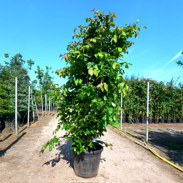 Parrotia persica Tree - Image 5