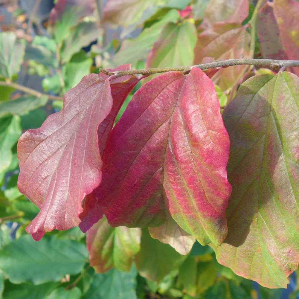 Parrotia persica 'Vanessa' Tree - Image 2