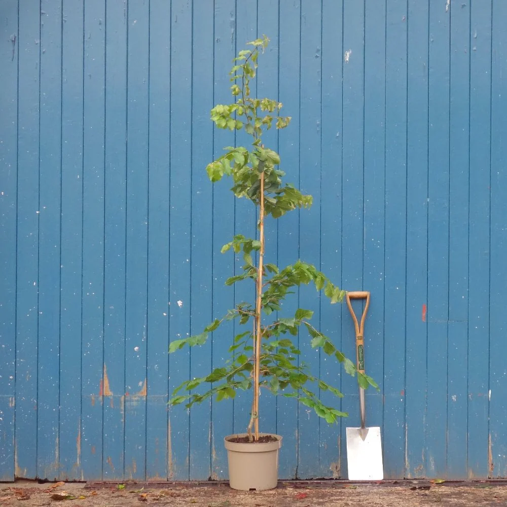Parrotia persica 'Vanessa' Tree - Image 3