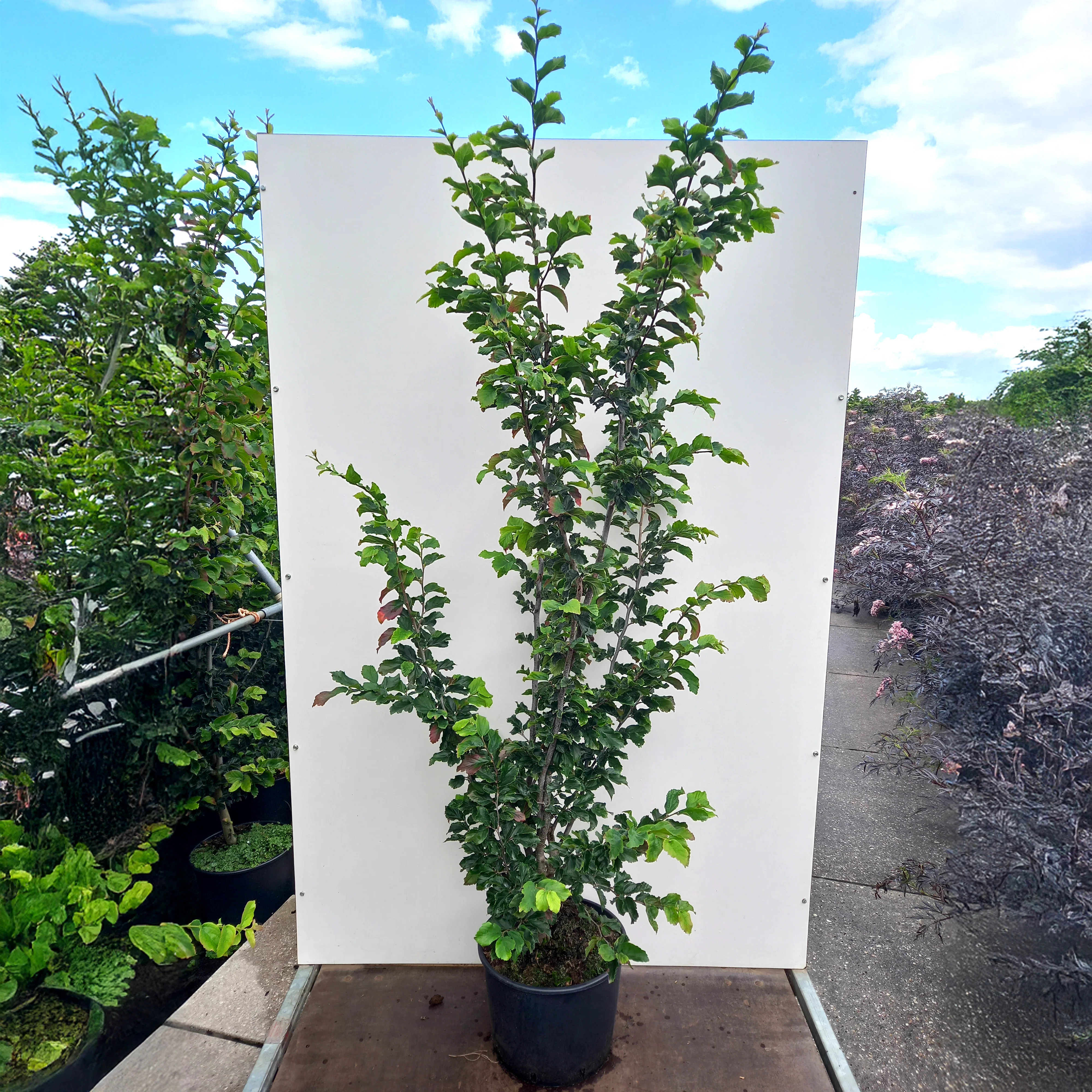 Parrotia persica 'Vanessa' Tree - Image 4