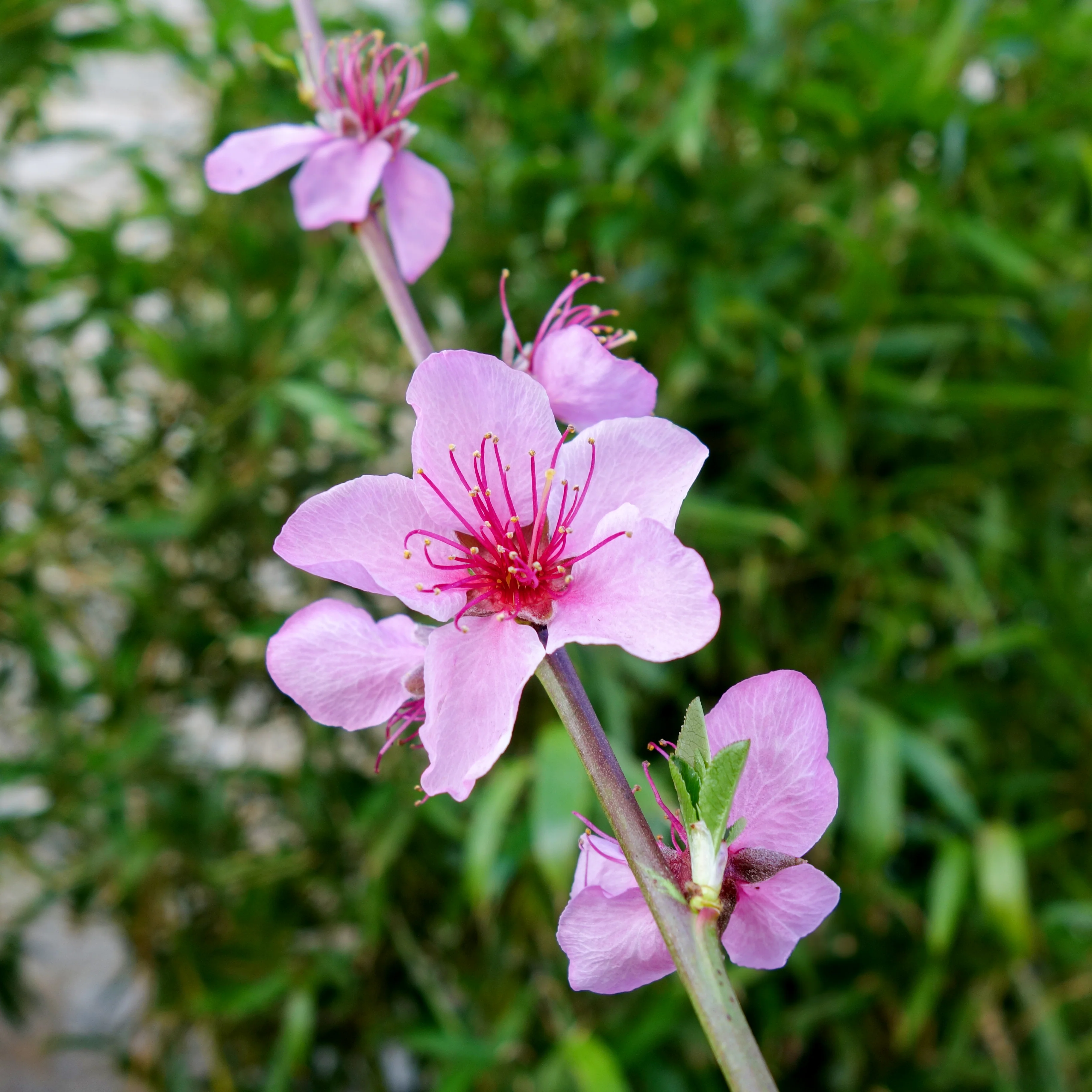 Peregrine Peach Tree - Image 2