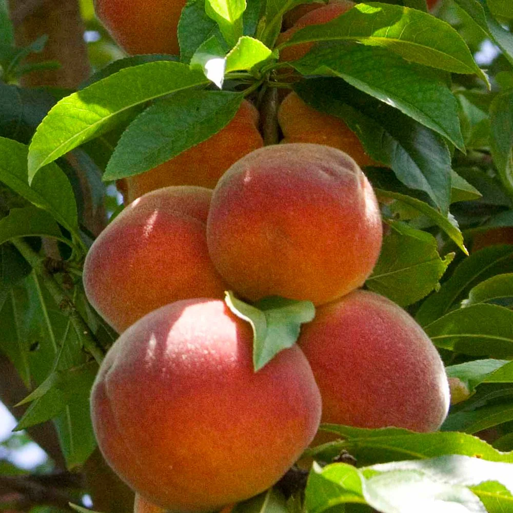 Peregrine Peach Tree - Image 3