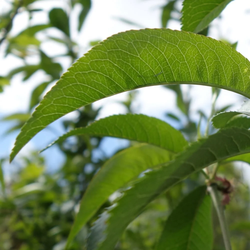 Peregrine Peach Tree - Image 4