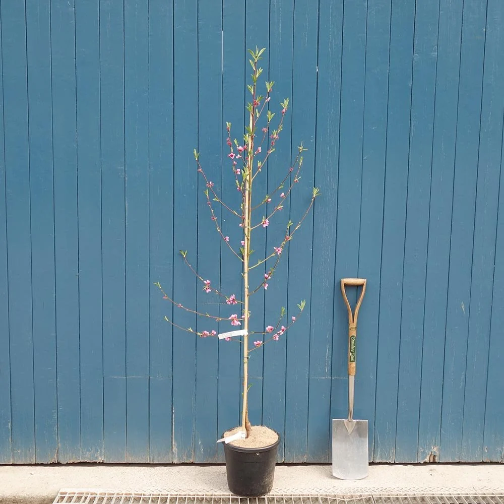 Peregrine Peach Tree - Image 5