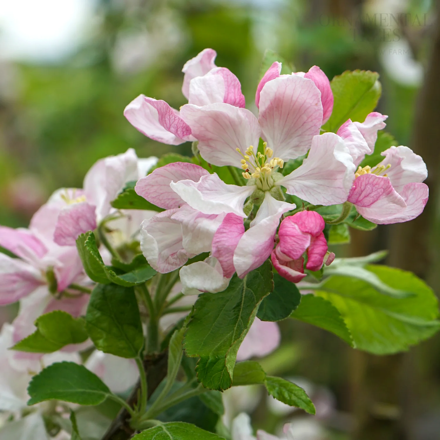 Peter's Gold™ Apple Tree - Image 2