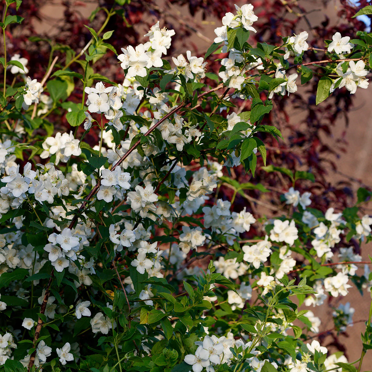 Philadelphus 'Belle Etoile'