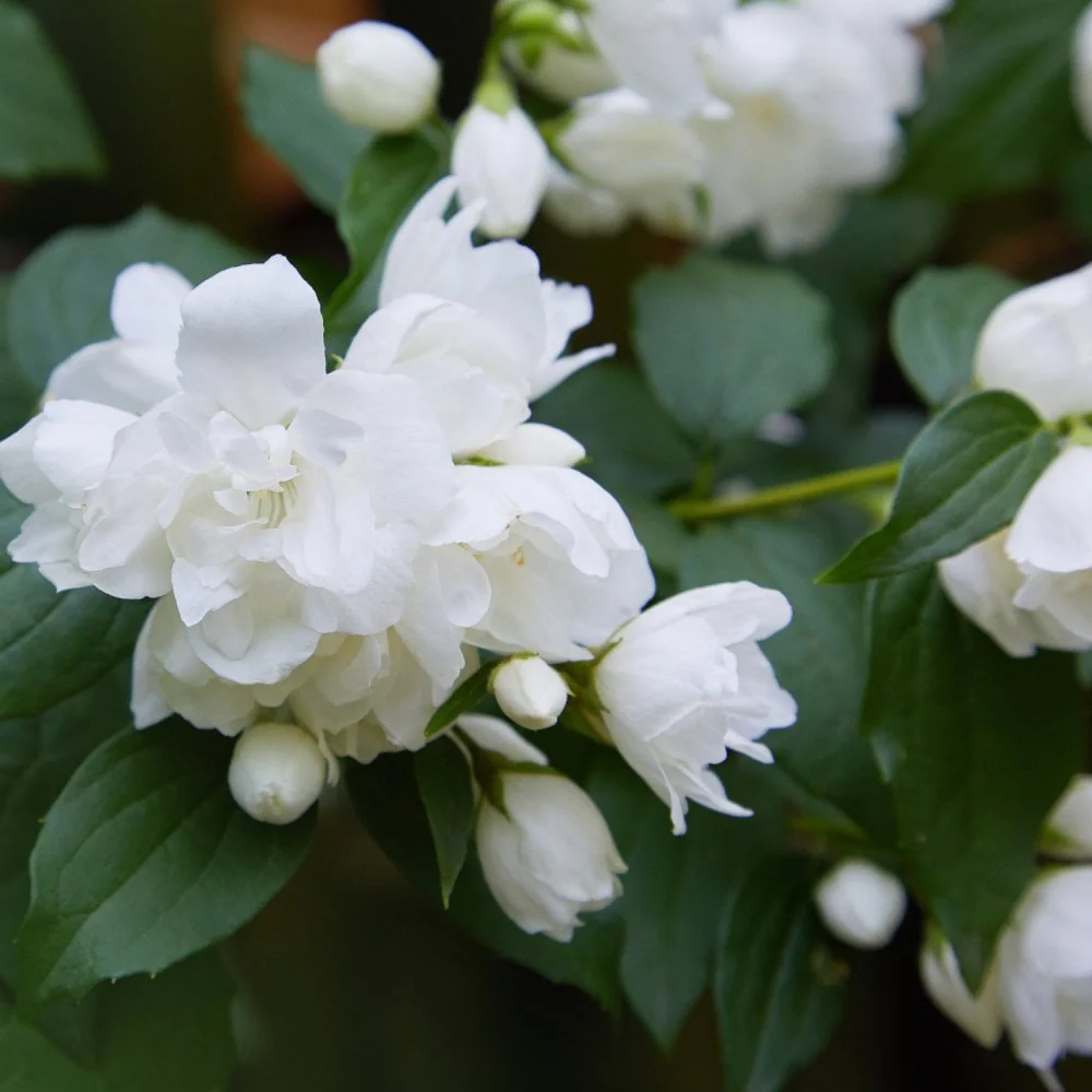 Philadelphus 'Snowbelle'