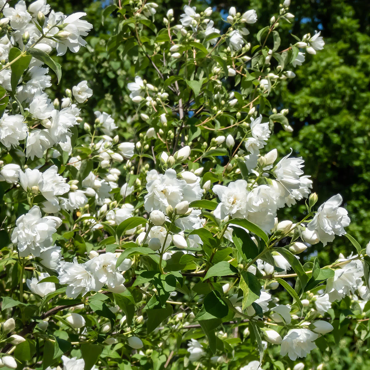 Philadelphus 'Virginal' Shrub