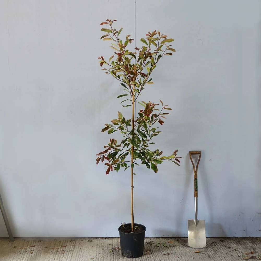 Photinia × fraseri 'Louise' Tree - Image 4