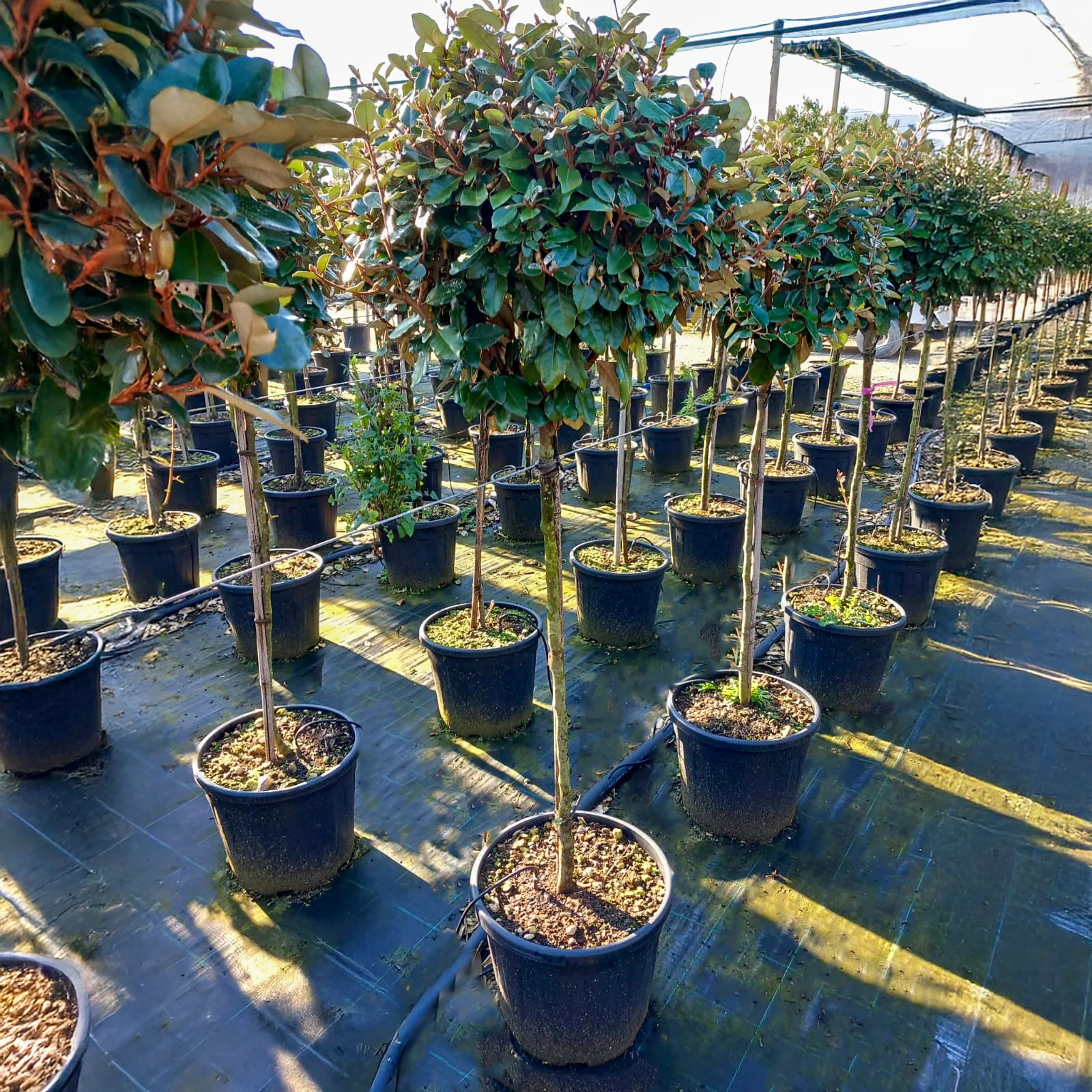 Photinia x fraseri 'Red Robin' Tree - Image 10