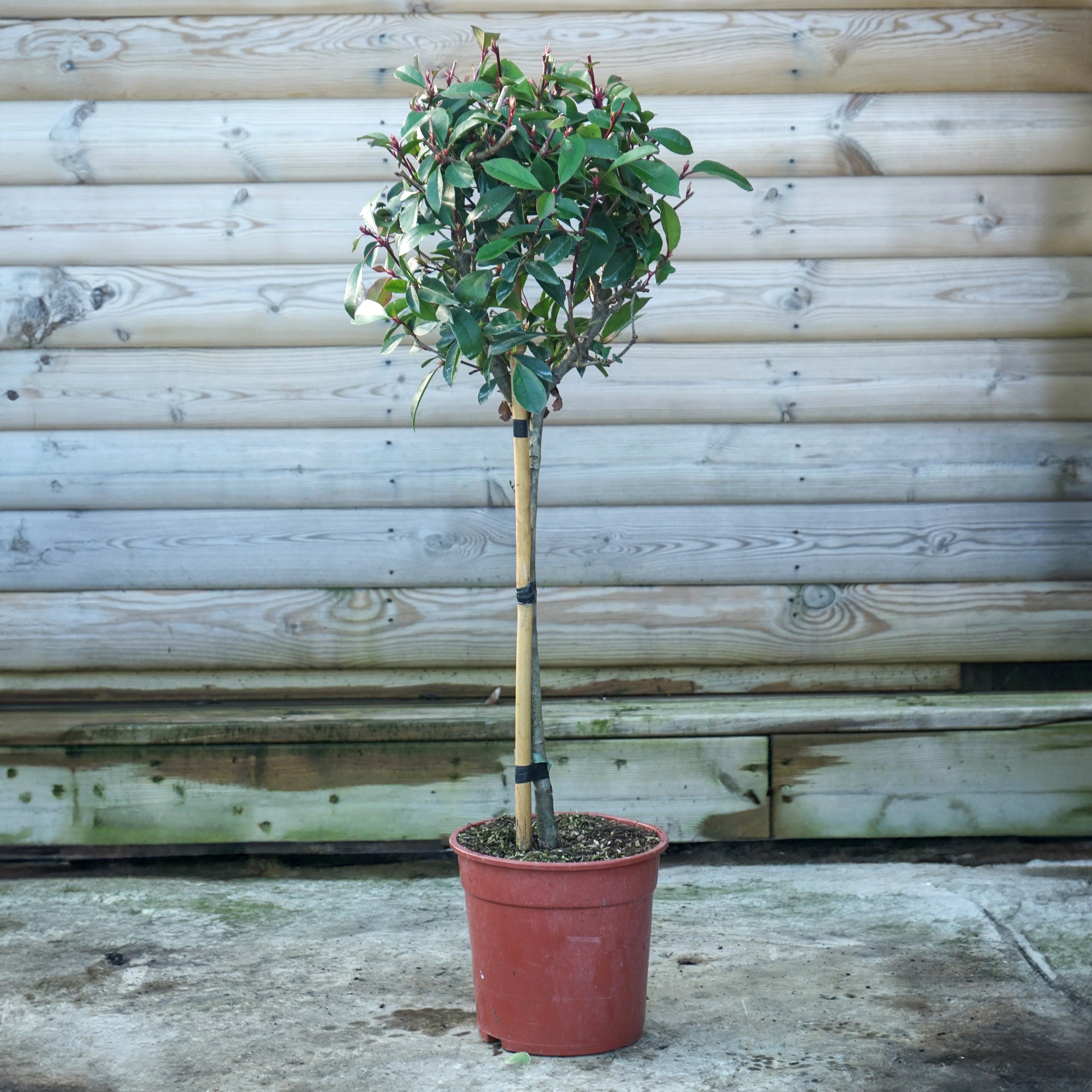 Photinia x fraseri 'Red Robin' Tree - Image 12