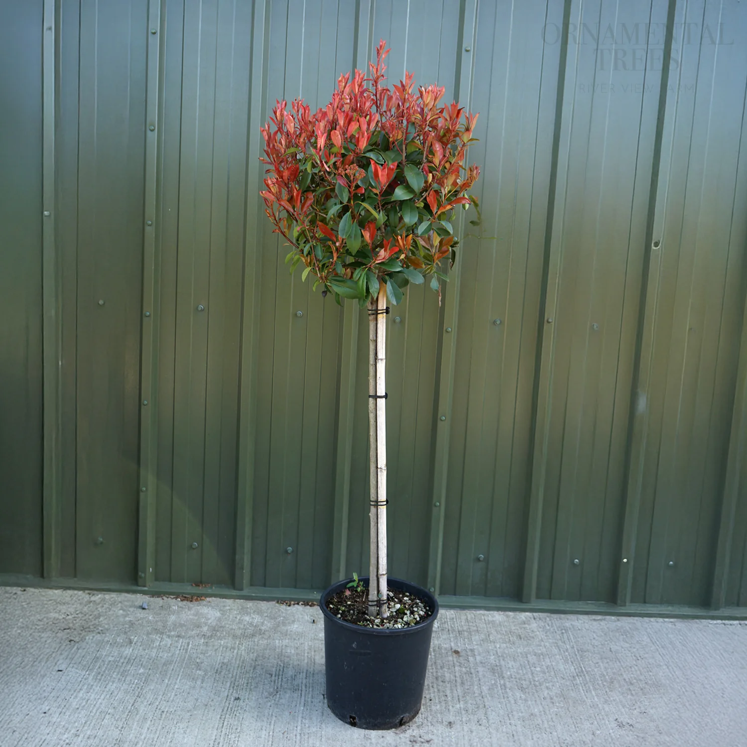 Photinia x fraseri 'Red Robin' Tree - Image 13