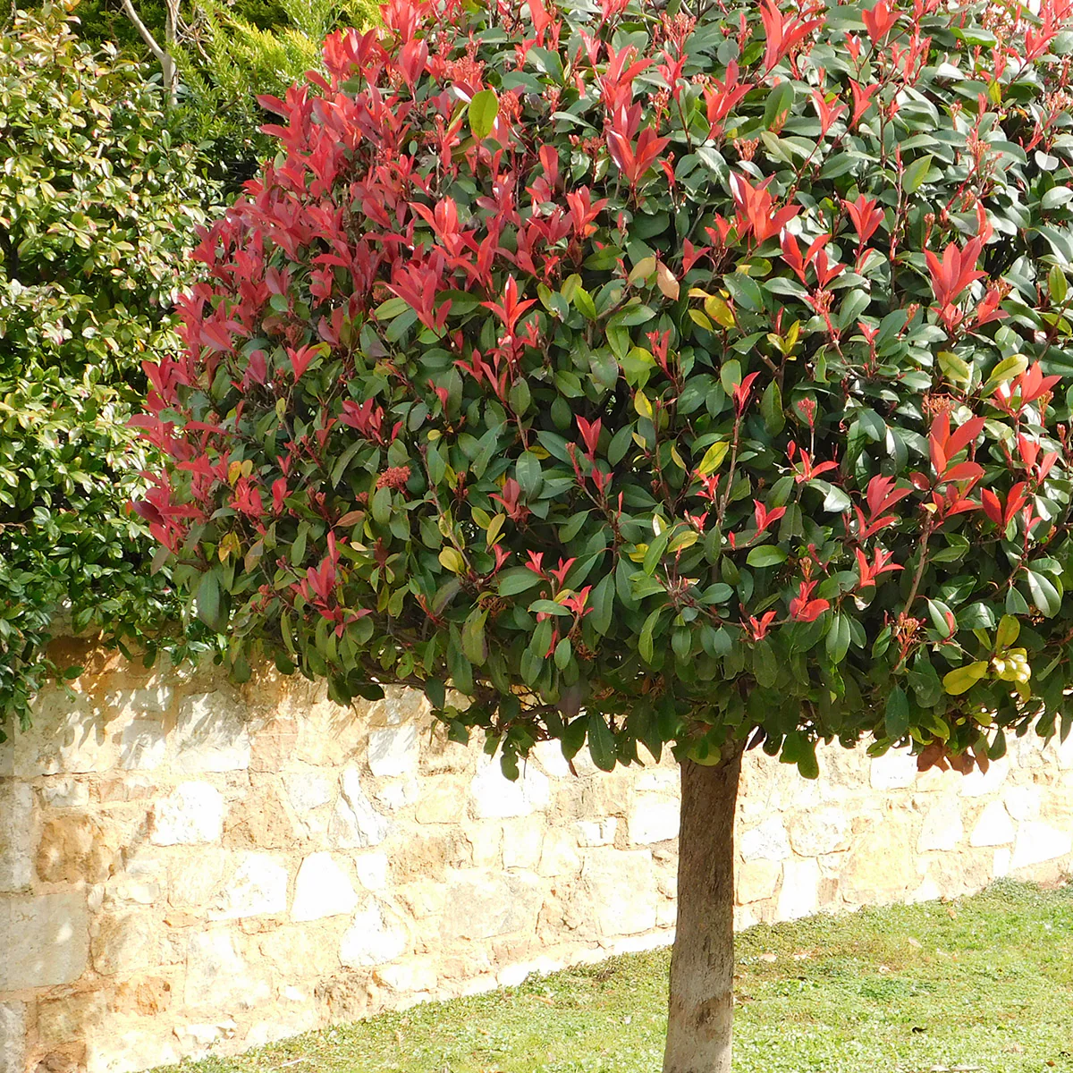 Photinia x fraseri 'Red Robin' Tree - Image 3