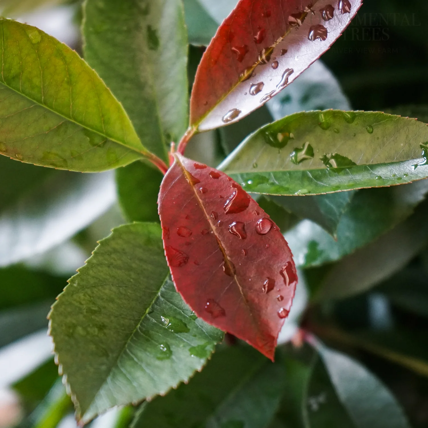 Photinia x fraseri 'Red Robin' Tree - Image 4