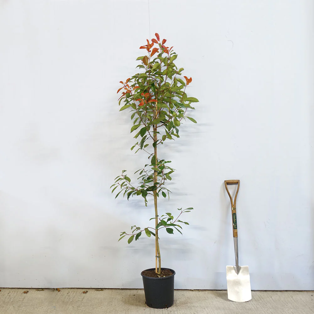 Photinia x fraseri 'Red Robin' Tree - Image 5