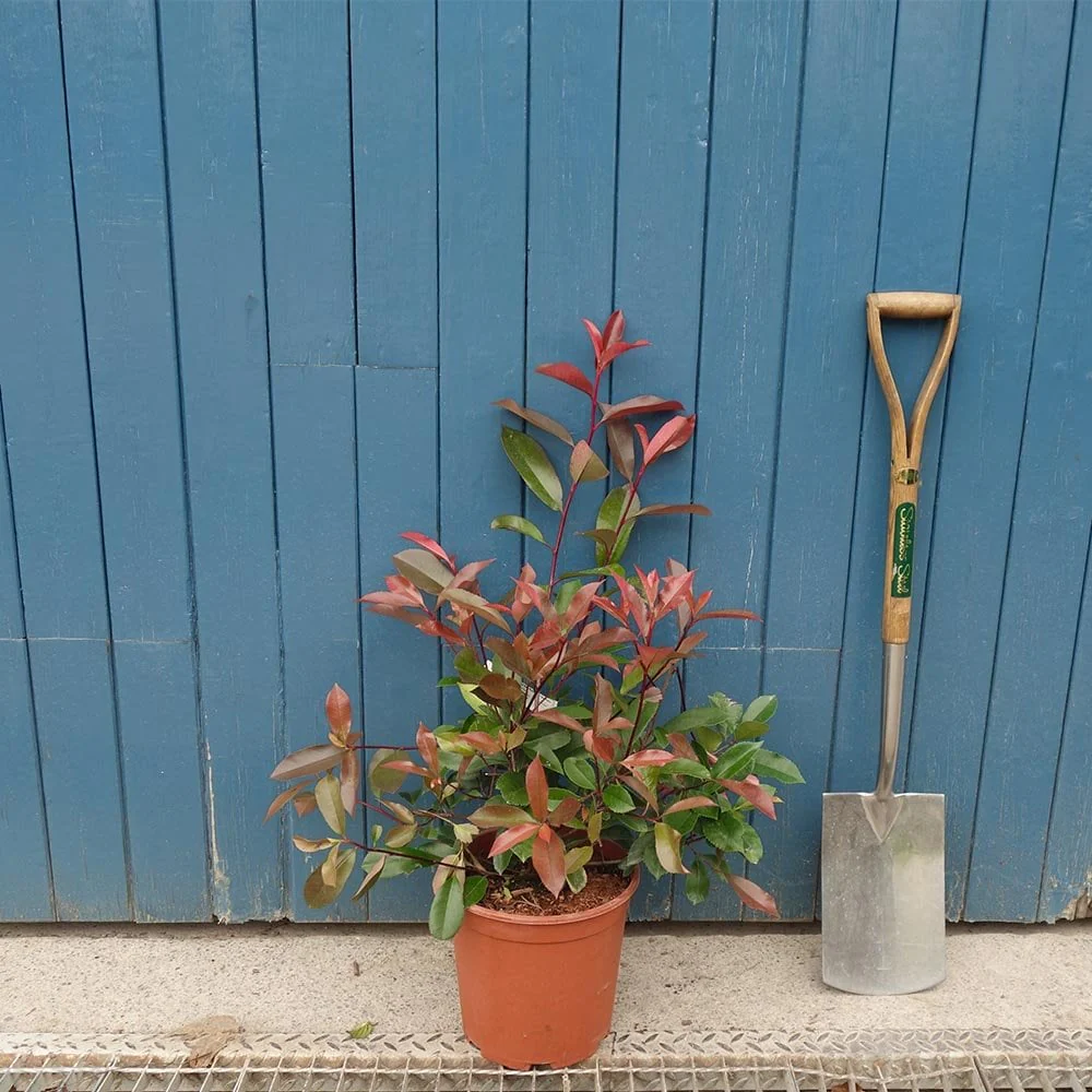Photinia x fraseri 'Red Robin' Tree - Image 6