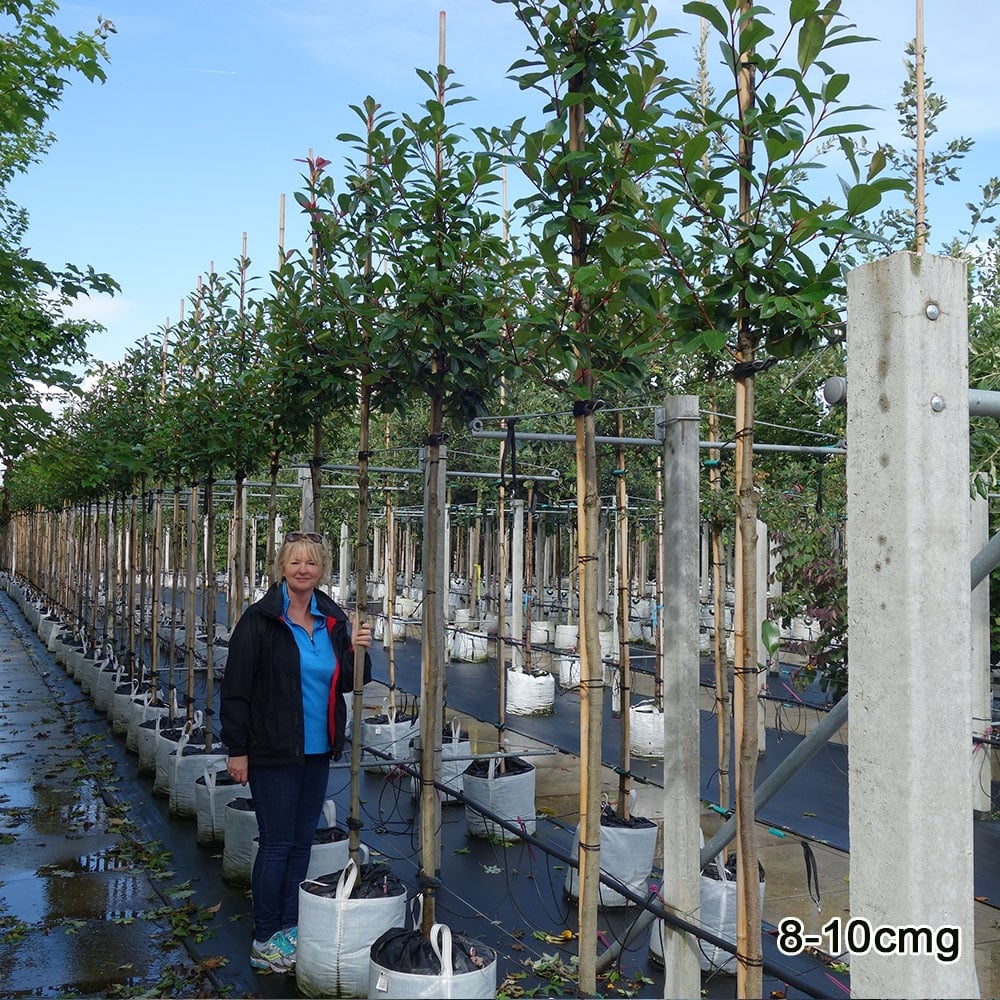 Photinia x fraseri 'Red Robin' Tree - Image 7