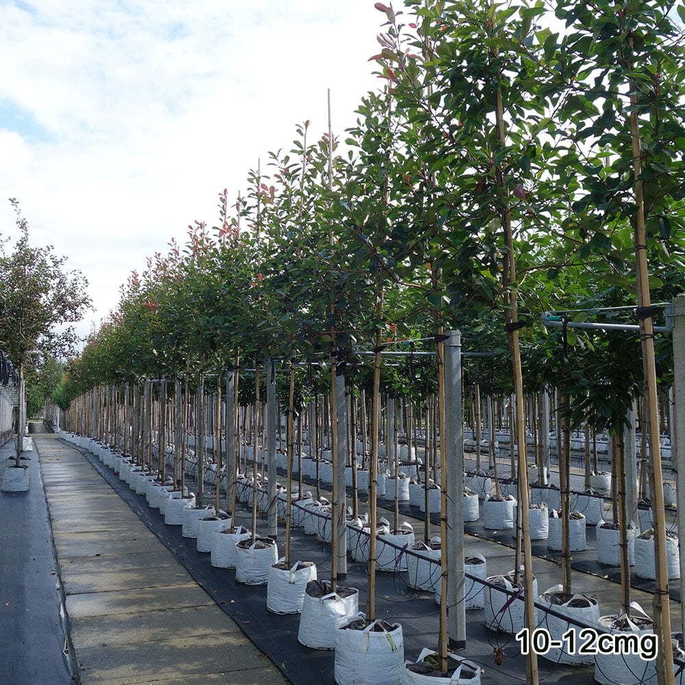 Photinia x fraseri 'Red Robin' Tree - Image 8
