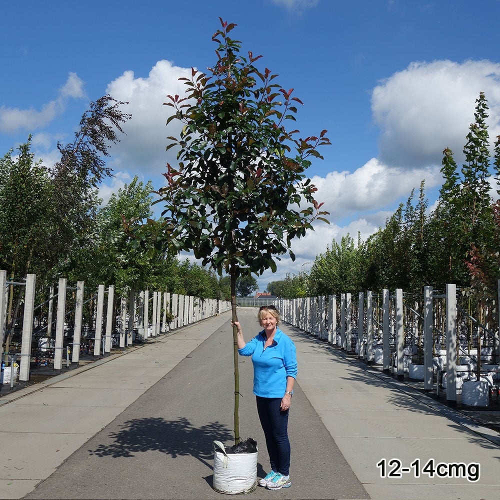 Photinia x fraseri 'Red Robin' Tree - Image 9