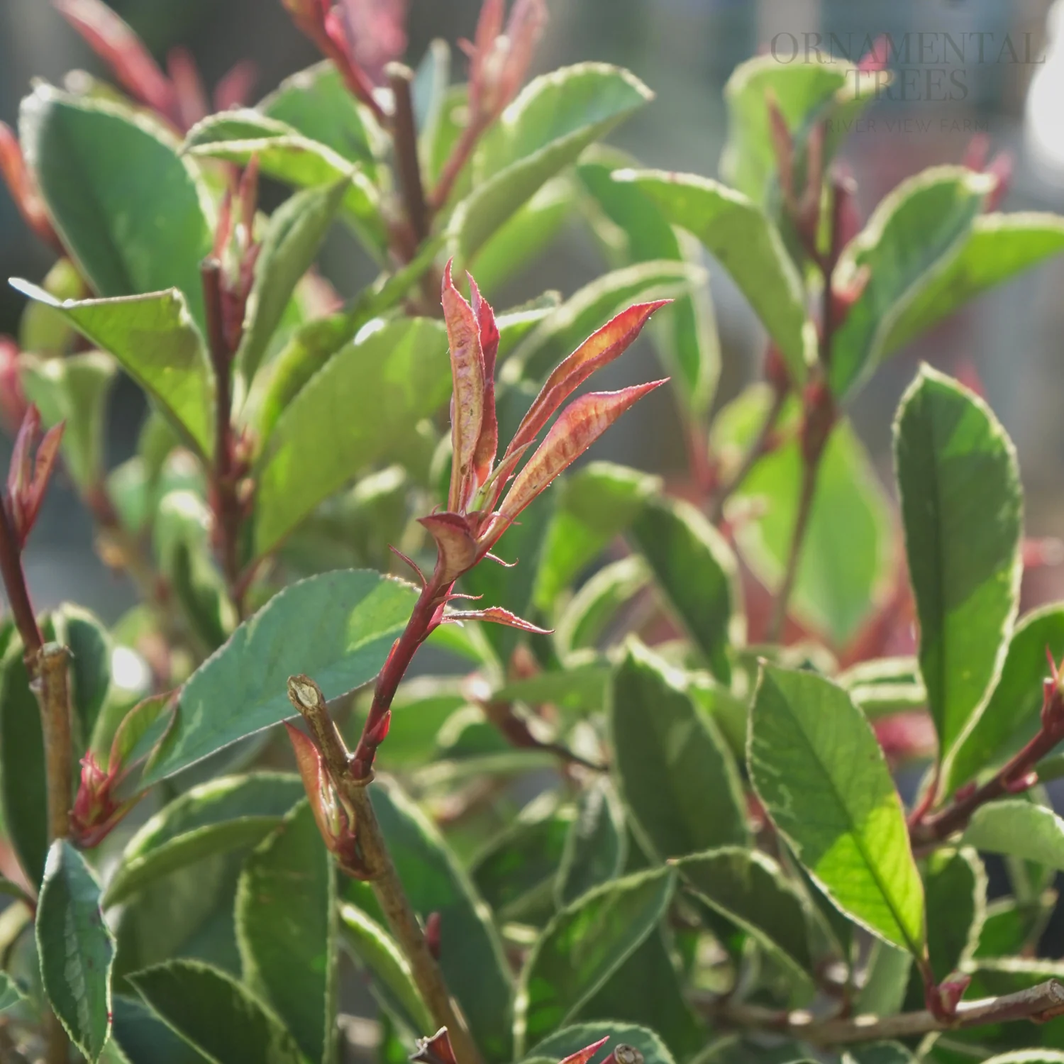 Photinia × fraseri Pink Marble - Image 3