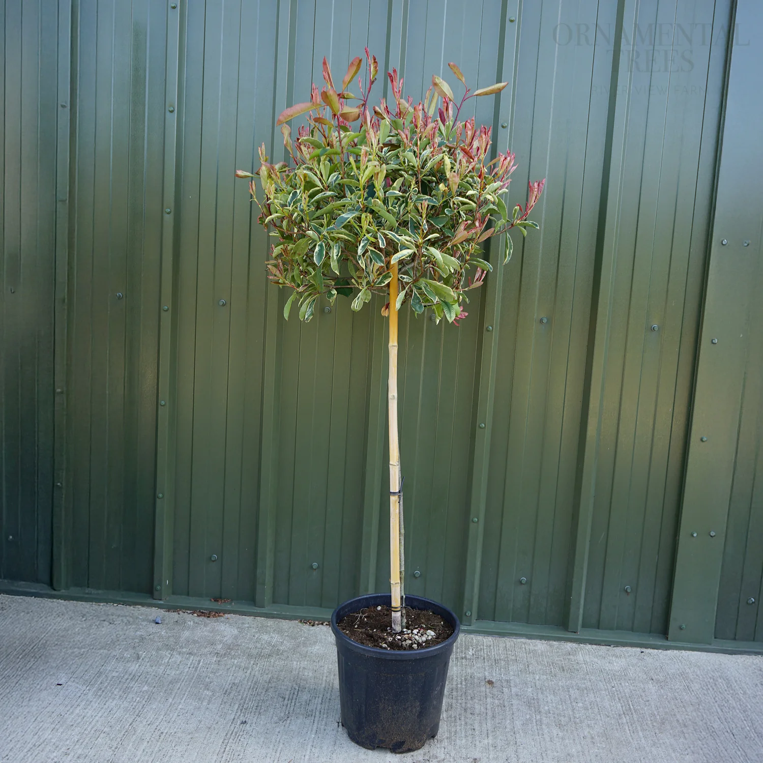 Photinia × fraseri Pink Marble - Image 4
